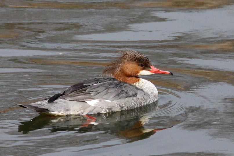 �Ó�̕��ƌ�