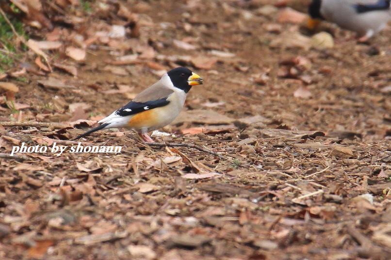 �Ó�̕��ƌ�