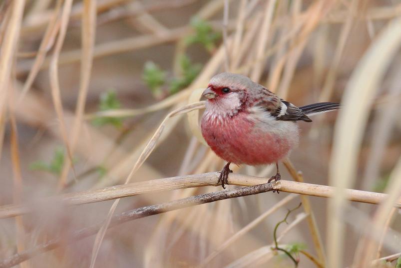 �Ó�̕��ƌ�