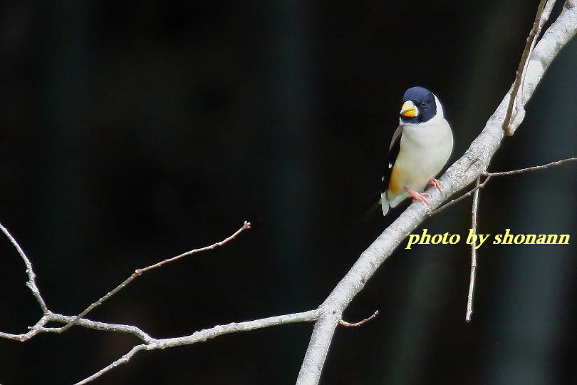 �Ó�̕��ƌ�