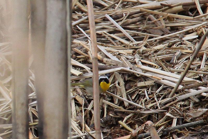 �Ó�̕��ƌ�