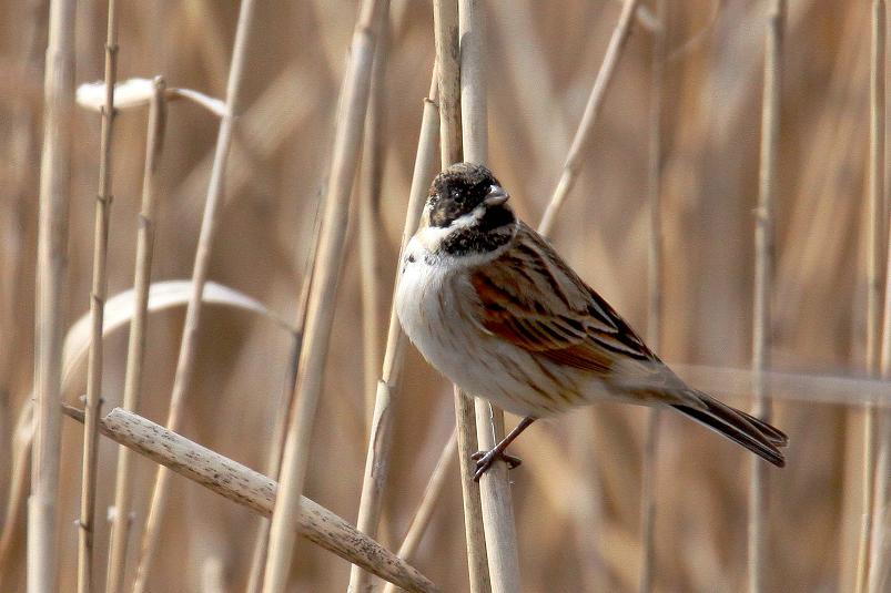 �Ó�̕��ƌ�