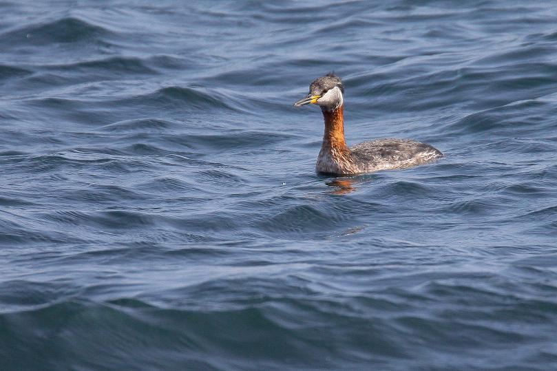 �Ó�̕��ƌ�