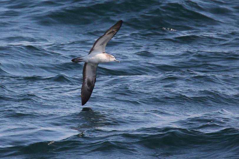 �Ó�̕��ƌ�