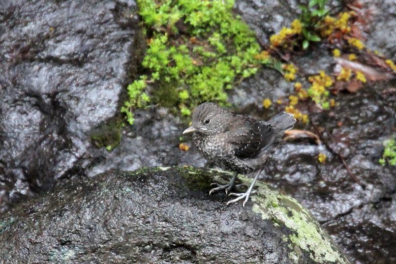 �Ó�̕��ƌ�