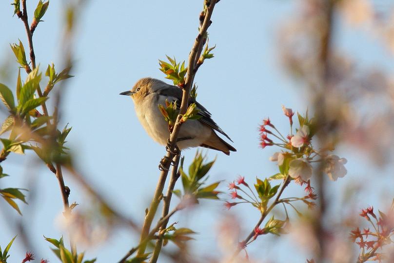 �Ó�̕��ƌ�