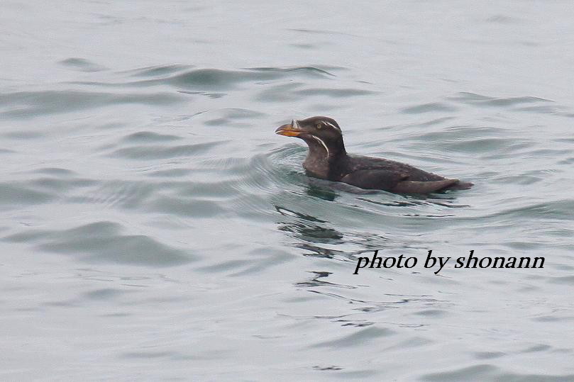 �Ó�̕��ƌ�