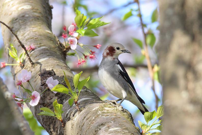 �Ó�̕��ƌ�