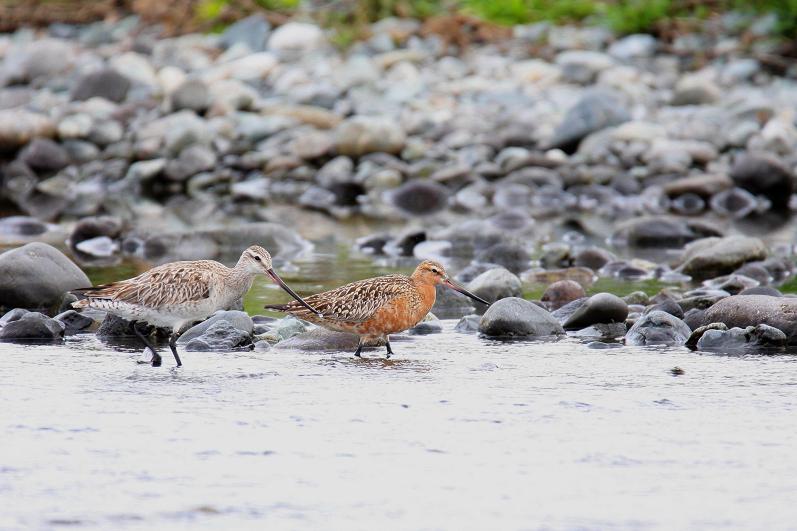 �Ó�̕��ƌ�