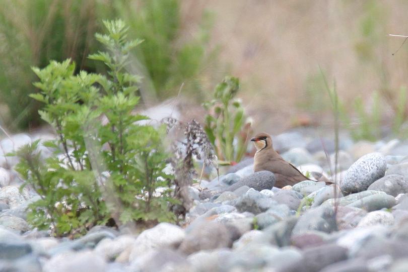 �Ó�̕��ƌ�