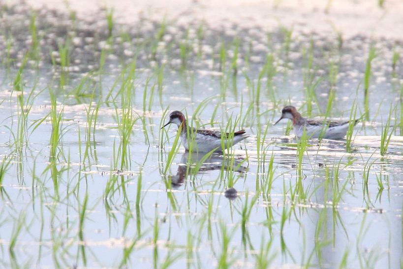 �Ó�̕��ƌ�