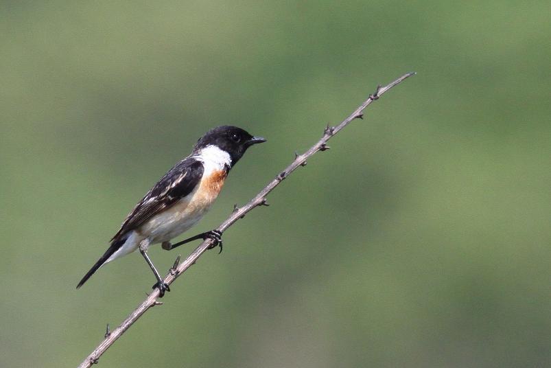 �Ó�̕��ƌ�