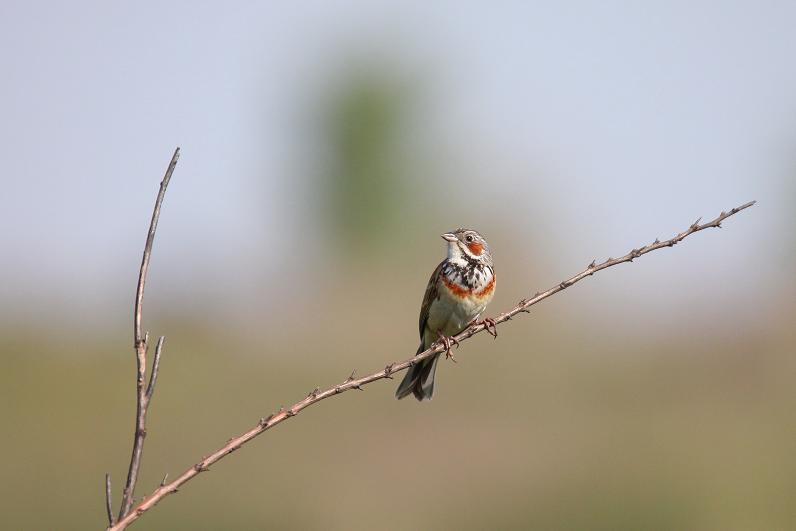 �Ó�̕��ƌ�