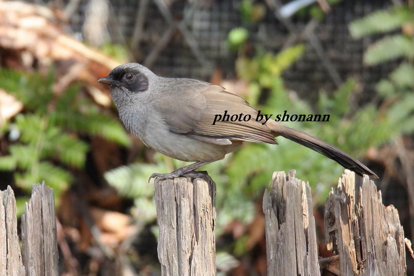 �Ó�̕��ƌ�