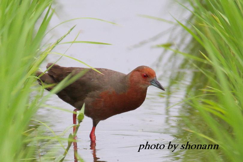 �Ó�̕��ƌ�