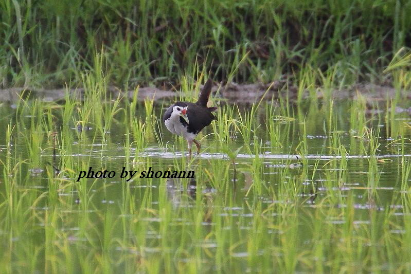 �Ó�̕��ƌ�