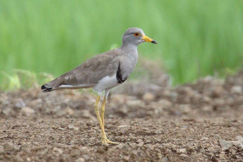 �Ó�̕��ƌ�