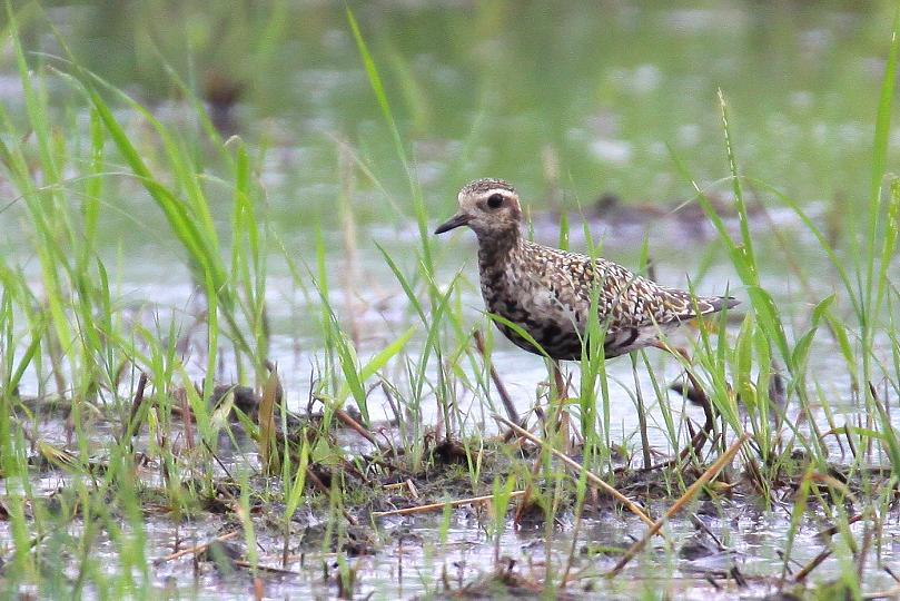 �Ó�̕��ƌ�