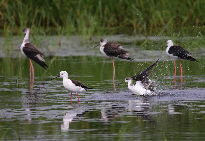 �Ó�̕��ƌ�