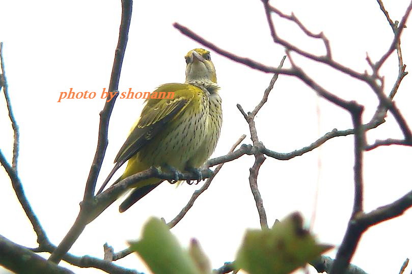 �Ó�̕��ƌ�