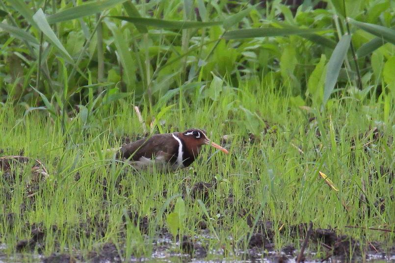 �Ó�̕��ƌ�