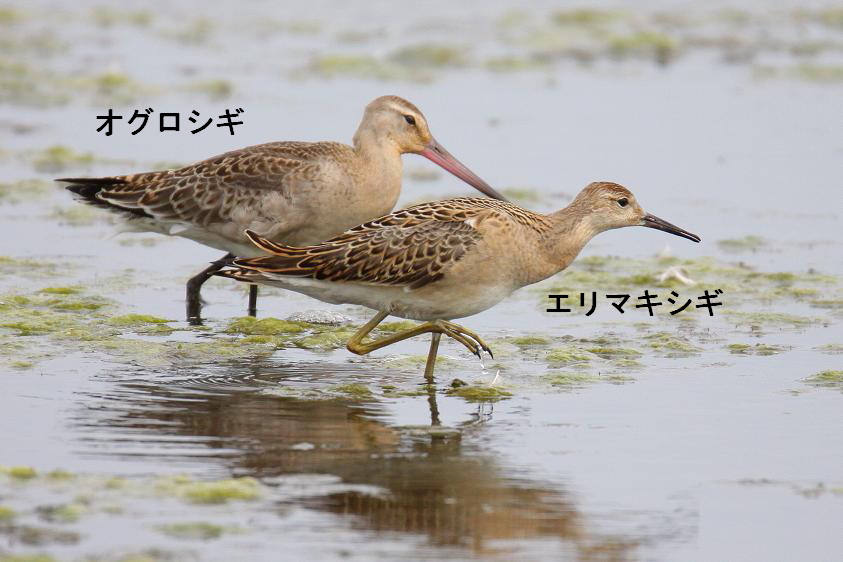 �Ó�̕��ƌ�