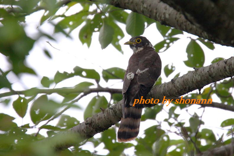 �Ó�̕��ƌ�