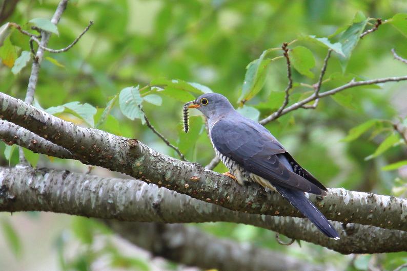 �Ó�̕��ƌ�