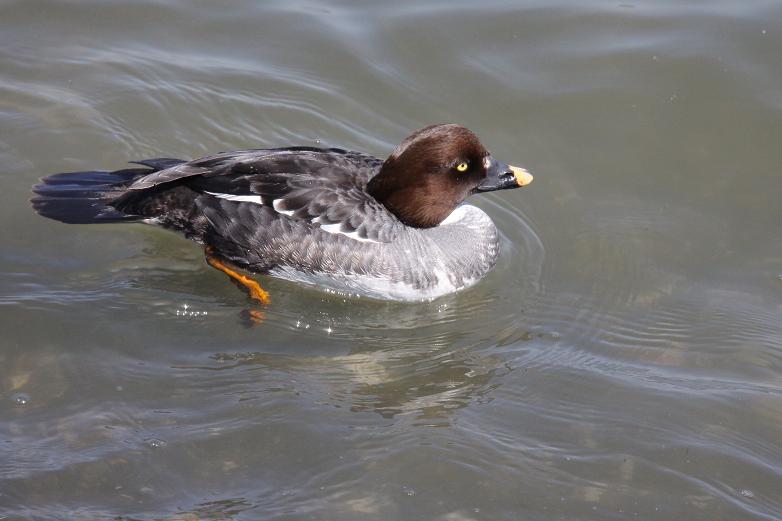 �Ó�̕��ƌ�