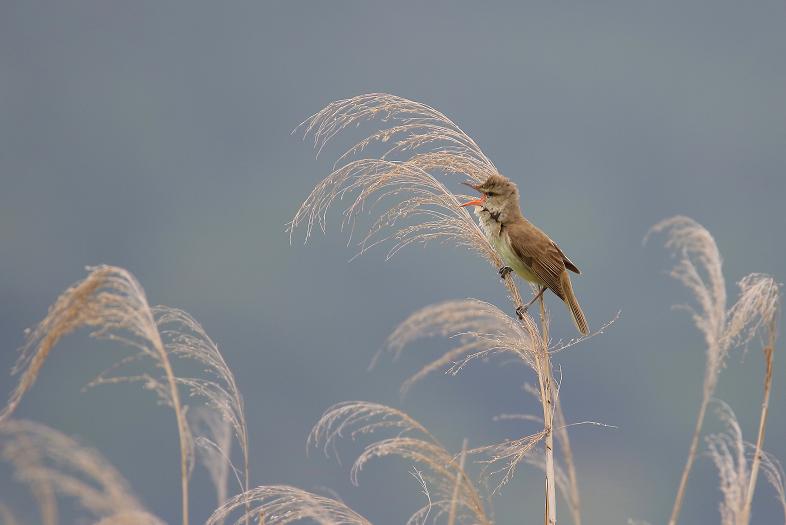 �Ó�̕��ƌ�