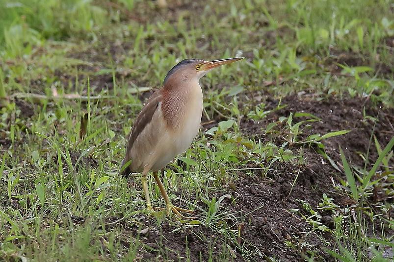 �Ó�̕��ƌ�