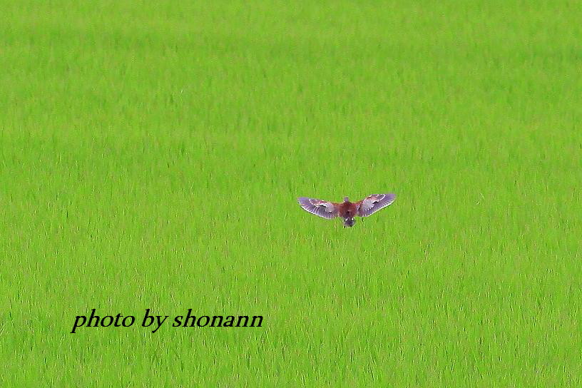 �Ó�̕��ƌ�