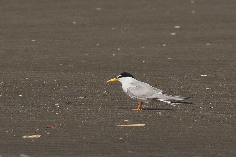 �Ó�̕��ƌ�