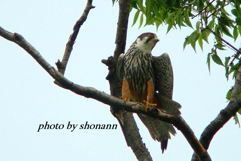 �Ó�̕��ƌ�