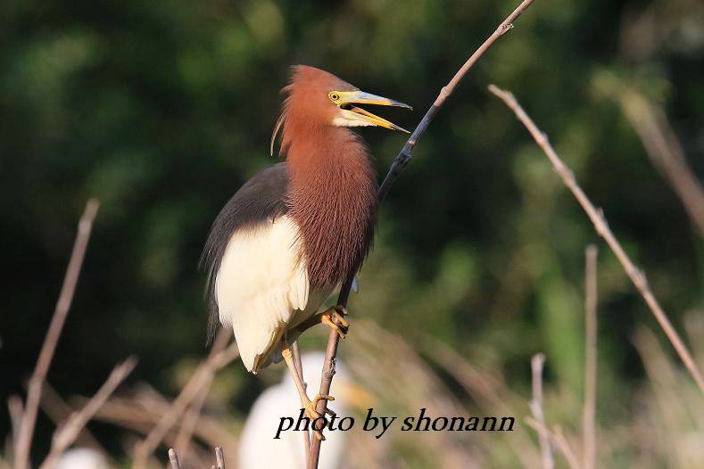 �Ó�̕��ƌ�