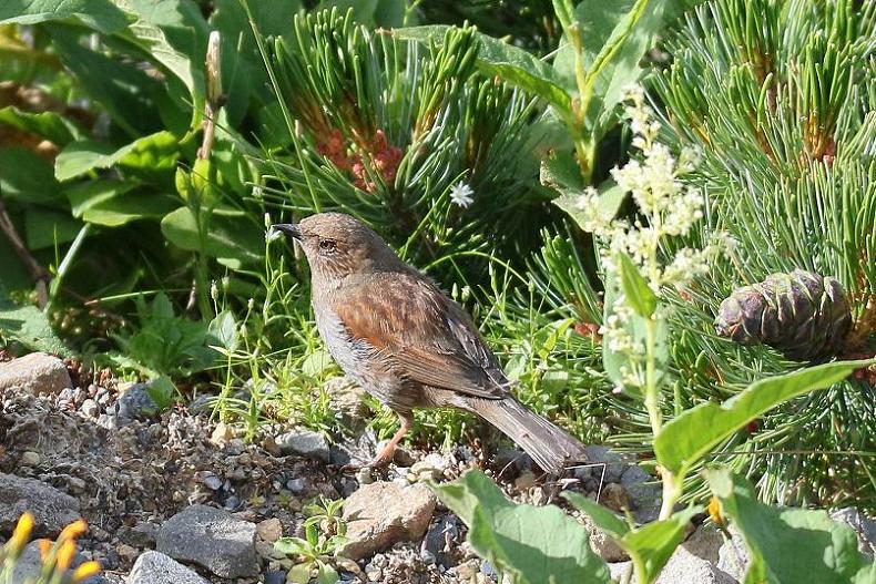 �Ó�̕��ƌ�