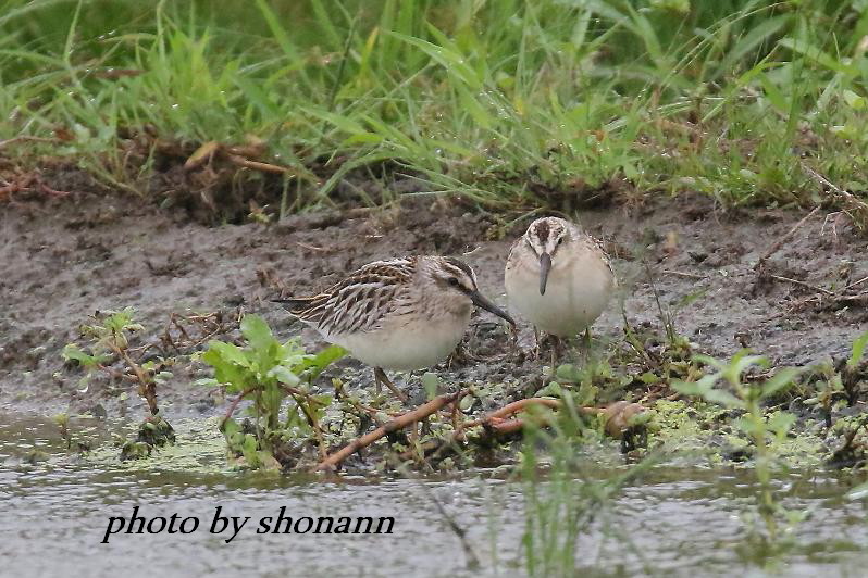 �Ó�̕��ƌ�