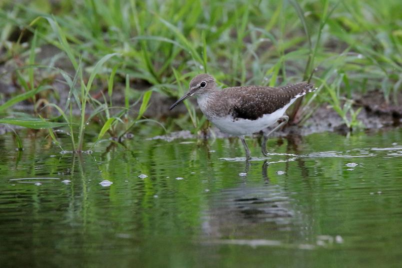 �Ó�̕��ƌ�