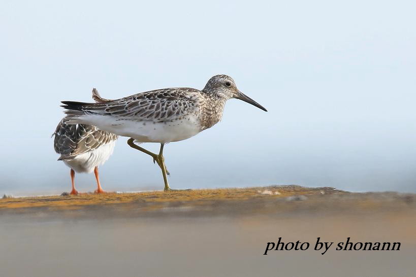 �Ó�̕��ƌ�