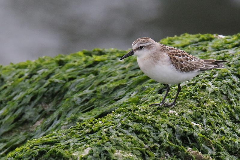 �Ó�̕��ƌ�