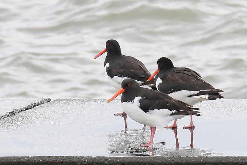 �Ó�̕��ƌ�