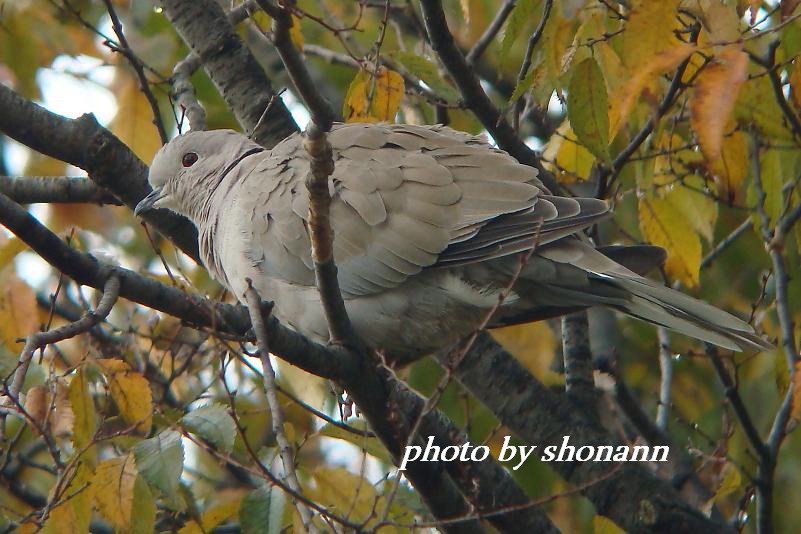 �Ó�̕��ƌ�