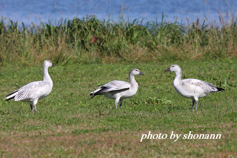 �Ó�̕��ƌ�