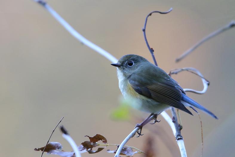 �Ó�̕��ƌ�