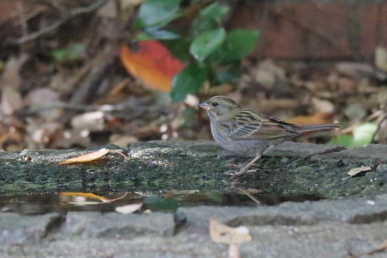 �Ó�̕��ƌ�