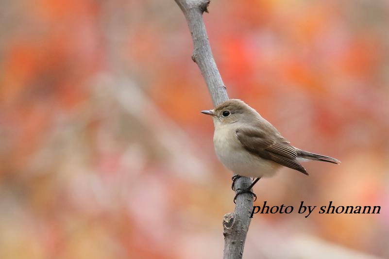 �Ó�̕��ƌ�