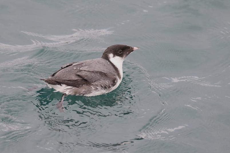 �Ó�̕��ƌ�