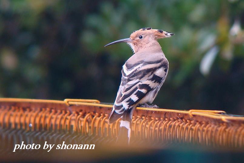 �Ó�̕��ƌ�