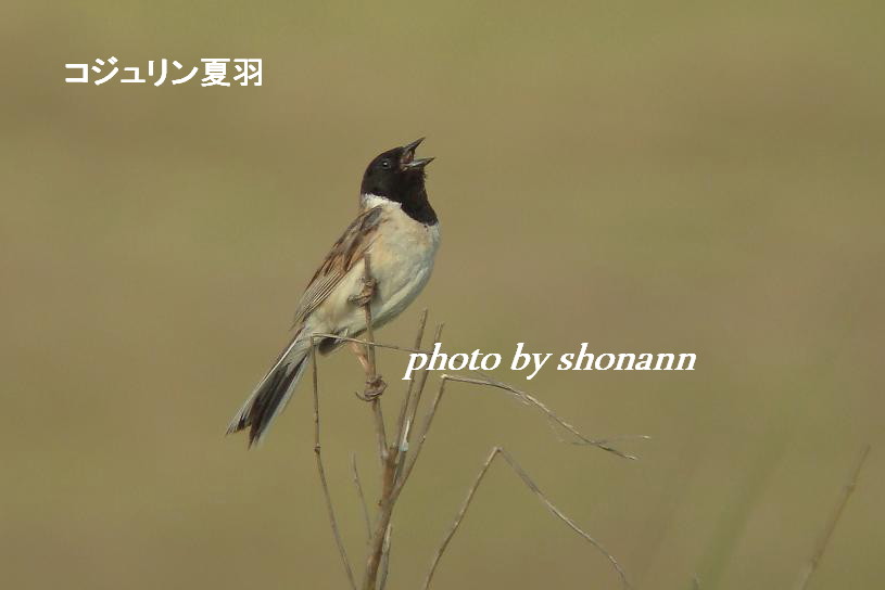 �Ó�̕��ƌ�