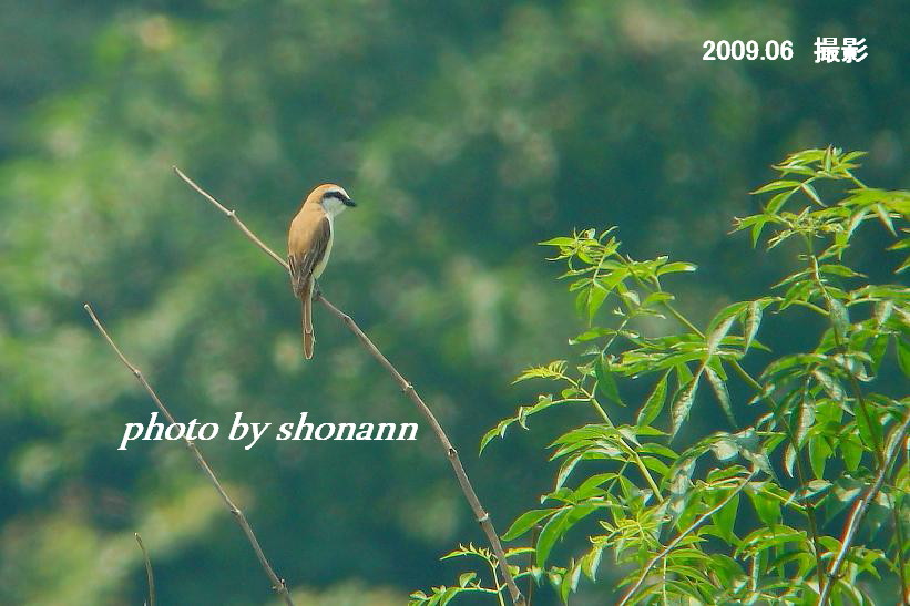 �Ó�̕��ƌ�